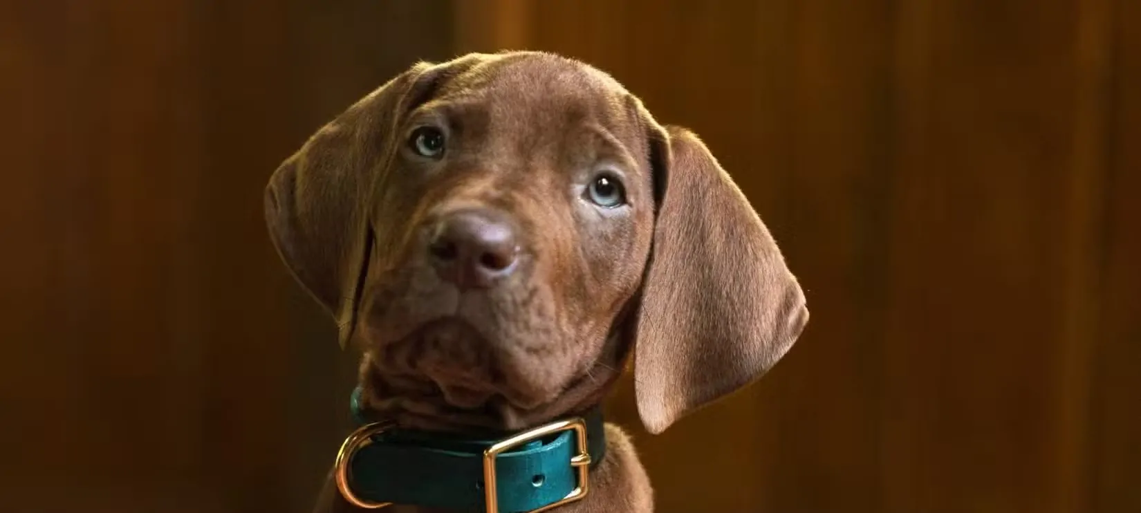 Scooby-Doo: A Origem estreia na Netflix em 2027 trazendo elenco adolescente e nova abordagem