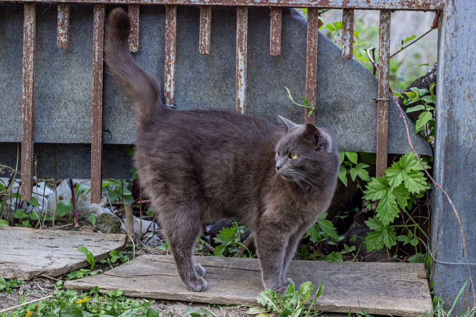 Chainsmoker Cat supera Mushoku Tensei como anime mais popular do verão 2026 no Japão Chainsmoker Cat supera Mushoku Tensei como anime mais popular do verão 2026 no Japão