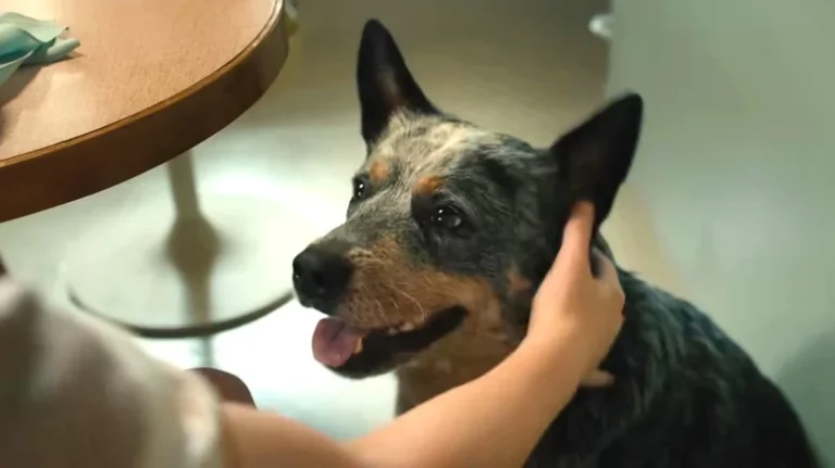 David Robert Mitchell named the dog in The End of Oak Street after Battlestar Galactica's Starbuck