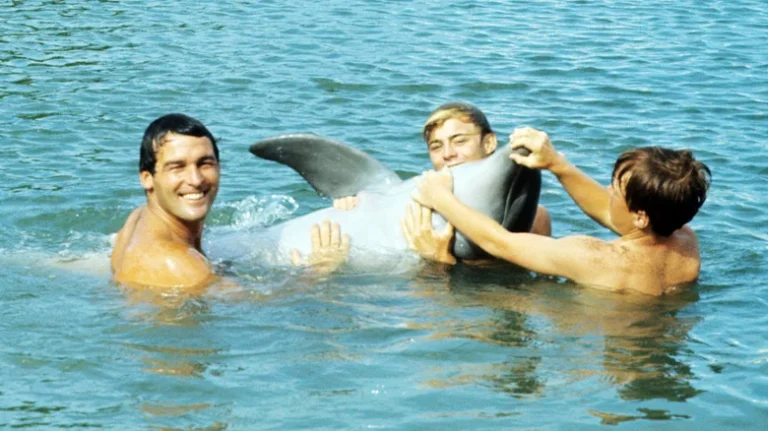 Flipper